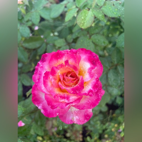 Meet your Posher, AV - Picture 1 of 1